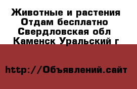 Животные и растения Отдам бесплатно. Свердловская обл.,Каменск-Уральский г.